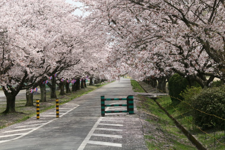 19 とちぎの桜を満喫しよう 栃木市観光協会